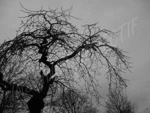 p1130031-copie
