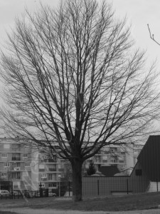 p1130091-copie